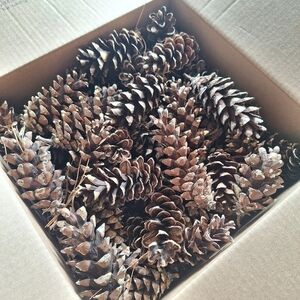 Pine Cones 60 PC for Wreath Making Crafts Home Decor Adirondack White Pine Cone